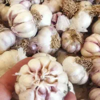 سیر کویر