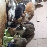 خرگوش خونگی