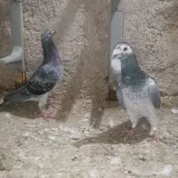 جفت سوسکی سبز