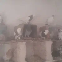 یه تیپ کبوتر بگرد شرور