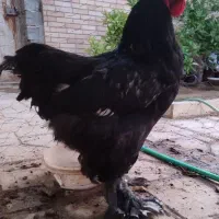 معاوضه با مرغ