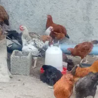 مرغ محلی تخم گذار