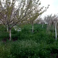 باغ-ویلا