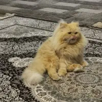 گربه نر پرشین