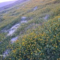 طلا