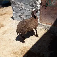 بره ماده افشاری مخصوص داشت
