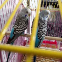 مرغ عشق تخم گذار