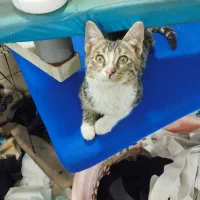 واگذاری رایگان گربه