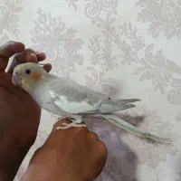 عروس هلندی دستی