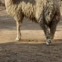 فروش گوسفند نر بزرگ 9ماه