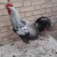 فروش ۷ عدد مرغ  و ۸ عدد جوجه