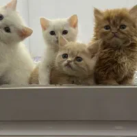 شهر گربه بریتیش عروسک خوشگل