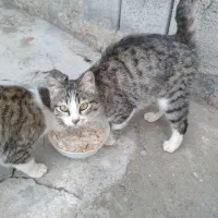 گربه خانگی|گربه|مراغه, |دیوار