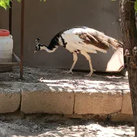 طاووس 1.5ساله