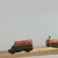 کاه دیم نرم