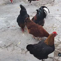 فروش ۲مرغ تخم گذار ودوخروس