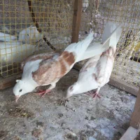 یجفت دوکت