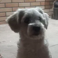 سگ‌پاپی