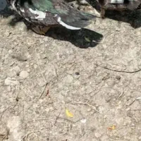 اردک اسرائیلی