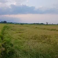 شالیزار-برنج-بیجار-رودکنار-پره-سر