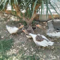 غاز جوان تخم گذار