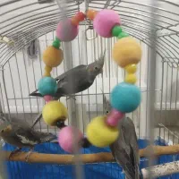 طوطی عروس هلندی 1دونه