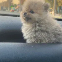 سگ پامر|سگ|فردیس, شهرک سپاه|دیوار