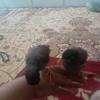 جوجه مرغ مینا