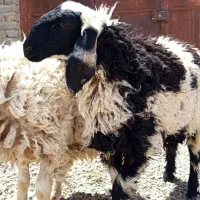 جفت بره ماده مری دورگ