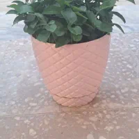 گل طبیعی|گل و گیاه طبیعی|دورود, |دیوار