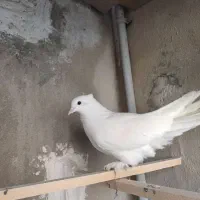 کفتر سفید کاکولی پاپر