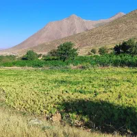 عدس|خوردنی و آشامیدنی|گلپایگان, |دیوار