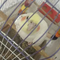 عروس هلندی لوتینو ماده ۱ ساله