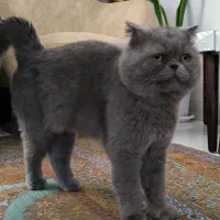 گربه اسکاتیش