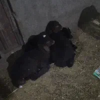 بره شیری افشاری هترو|حیوانات مزرعه|آبسرد, |دیوار