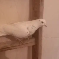 کبوتر پرشی برگشتنی