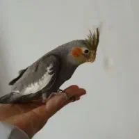 عروس هلندی شاه تخم سیامون