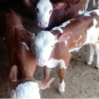 فر‌وش انواع گوساله های پرواری با مجوز رسمی