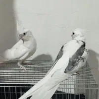 عروس