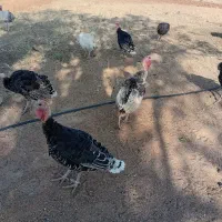 بوقلموفروشی
