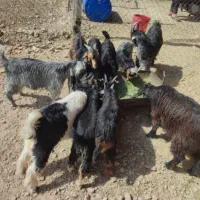 کهره نر