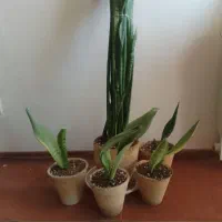 گیاه سانسوریا