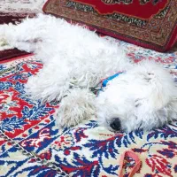 سگ شیتزو