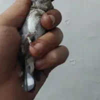 سهره نر