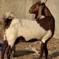 بز پاکستانی دو رگ