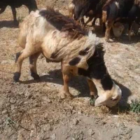 میش ب ر ه ق و چ