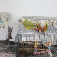 جفت گرینچیک بالغ