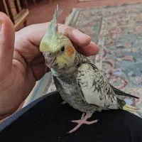 پرنده عروس رفته
