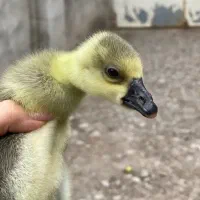 جوجه قوغاز