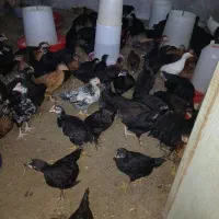 فروش جوجه مرغ بومی